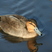 Philippine Duck